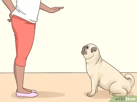 Image titled Choose a Pug Step 10