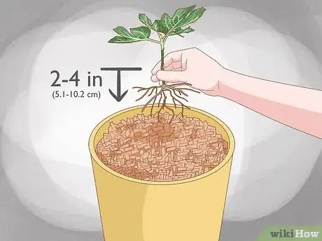Image titled Grow Figs in Pots Step 5