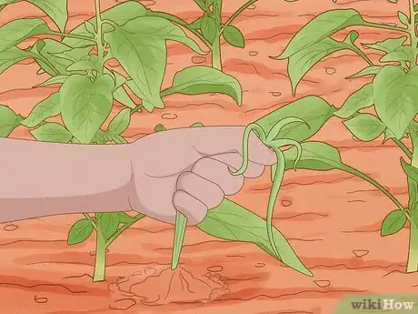 Image titled Grow Sweet Peppers Step 11