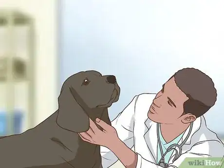 Image titled Get a Complete Geriatric Work Up for Your Dog Step 19
