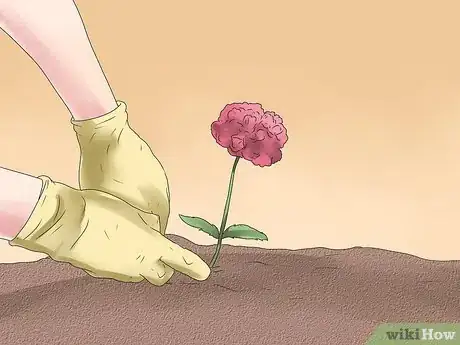 Image titled Grow Poppies Step 18