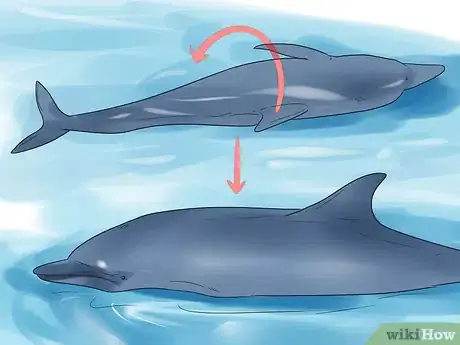 Image titled Care for a Beached Animal Step 8