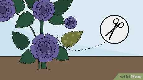 Image titled Care for a Midnight Blue Rose Bush Step 15