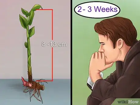 Image titled Grow Ginger Indoors Step 12