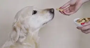 Make Grain Free Dog Treats