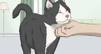 Soothe Your Cat With a Massage