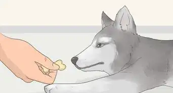 Teach a Dog to Bow