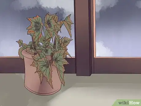 Image titled Grow Begonias Step 12