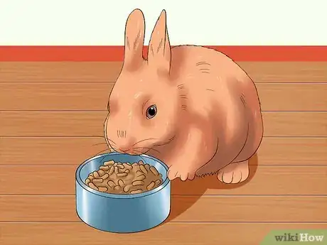 Image titled Care for Thrianta Rabbits Step 14