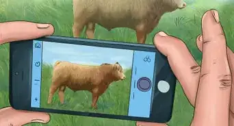 Identify Gelbvieh Cattle