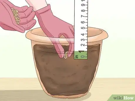 Image titled Grow Dill Indoors Step 3