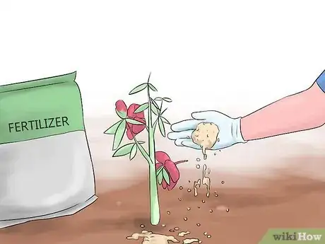 Image titled Grow Swamp Hibiscus Step 11