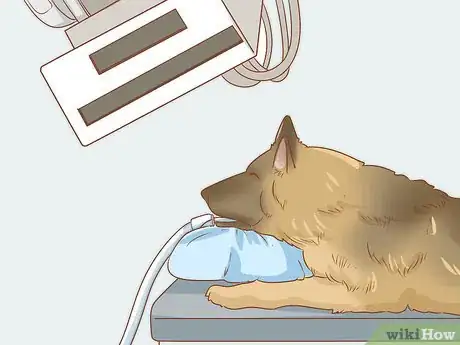 Image titled Treat Endocrine Disorders in Older Dogs Step 11