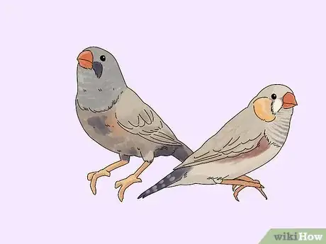 Image titled Choose a Finch Step 2