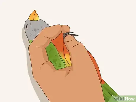 Image titled Groom Lories and Lorikeets Step 5