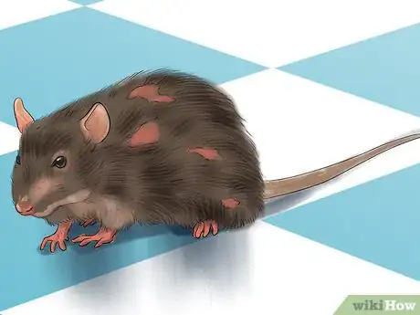 Image titled Diagnose Mousepox Step 2