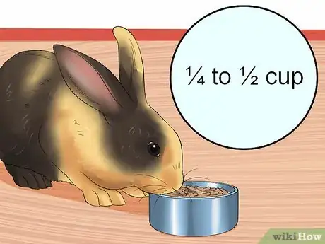 Image titled Care for Harlequin Rabbits Step 6