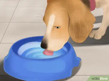 Image titled Take Pets on Beach Vacations Step 13