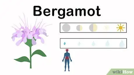 Image titled Grow an Herbal Tea Garden Step 9