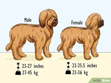 Image titled Identify a Briard Step 1