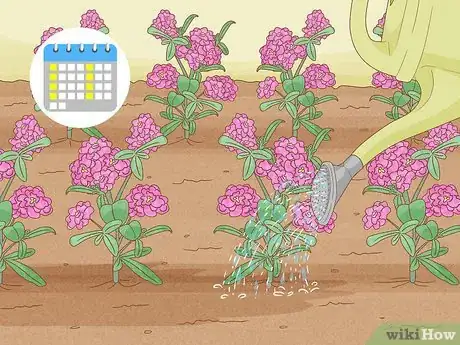 Image titled Grow Stock Flowers Step 11