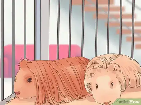 Image titled Care for a Coronet Guinea Pig Step 11