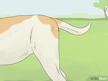 Image titled Identify a Bull Terrier Step 5