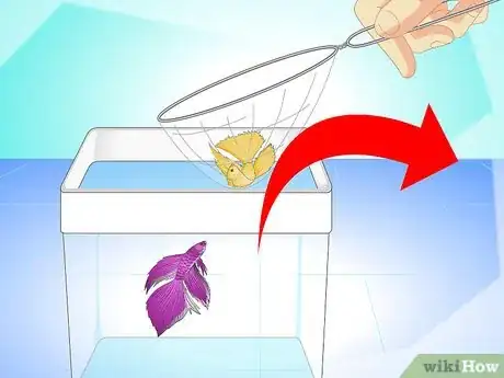Image titled Breed Wild Bettas Step 9
