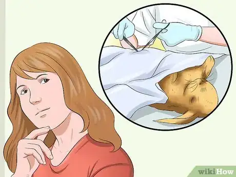 Image titled Care for Satin Angora Rabbits Step 2