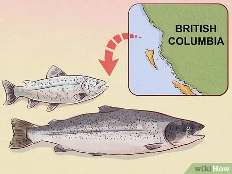 Image titled Buy Smoked Salmon Step 7