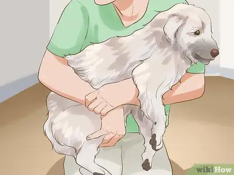 Image titled Include Your Dog in an Emergency Disaster Plan Step 7