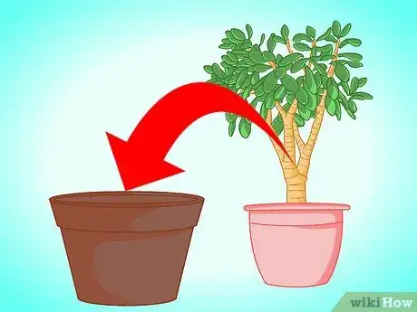 Image titled Transplant a Jade Plant Step 1
