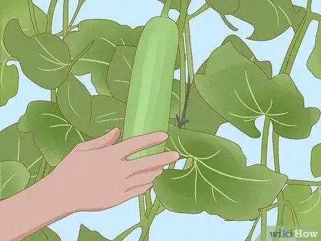 Image titled Grow Bottle Gourds Step 16