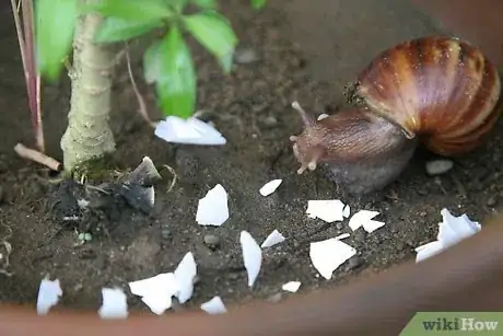 Image titled Recycle Eggshells in Gardening Activities Step 5