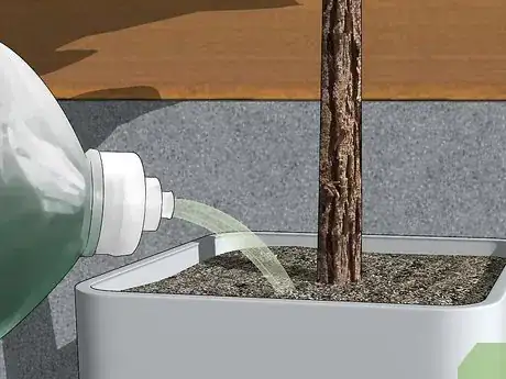 Image titled Care for a Fiddle Leaf Fig Step 10