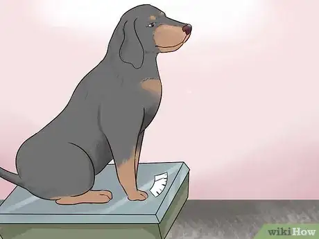 Image titled Watch for Signs of Illness in Senior Dogs Step 3