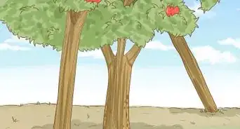 Prune Pomegranate Trees