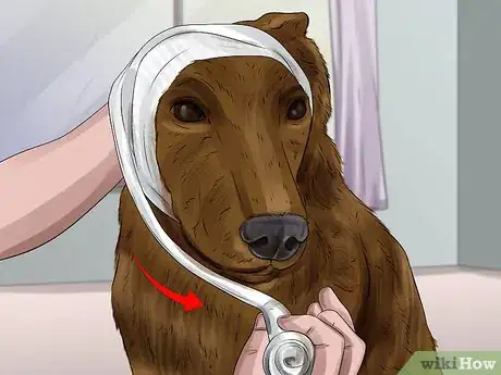 Image titled Treat Aural Hematomas in Dogs Step 9