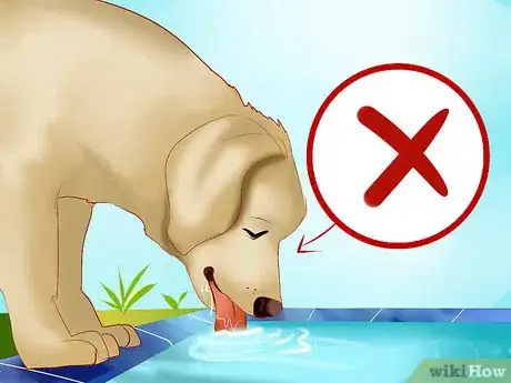Image titled Protect Your Dog Around Backyard Pools Step 10