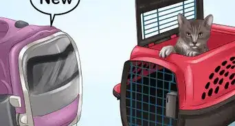 Deal with Stress‐Related Skin Problems in Cats