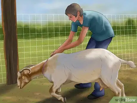 Image titled Milk a Goat by Hand Step 22