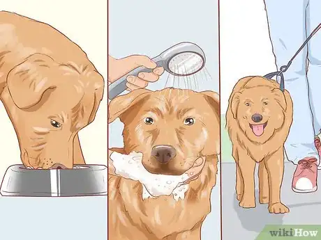 Image titled Foster Shelter Dogs Step 11