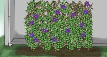 Prevent Clematis Wilt