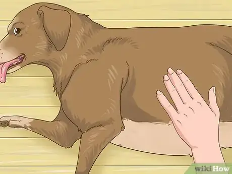 Image titled Manage Obesity in Senior Dogs Step 7