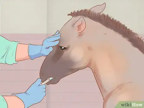 Image titled Wean a Foal Step 1