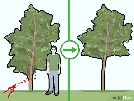 Image titled Prune Pecan Trees Step 7