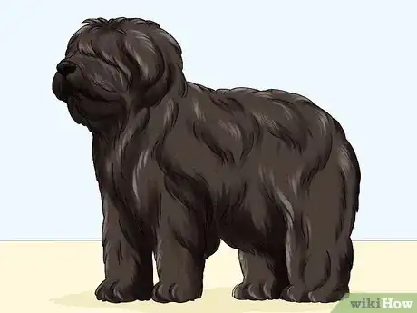Image titled Identify a Briard Step 8