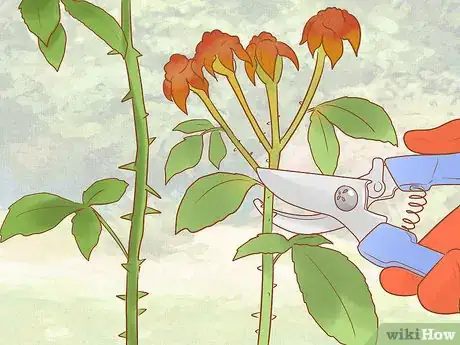 Image titled Grow Roses Organically Step 17