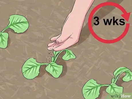 Image titled Plant Cabbage Step 12