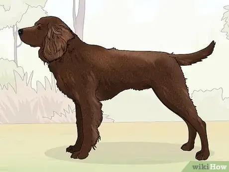 Image titled Identify a German Longhaired Pointer Step 6